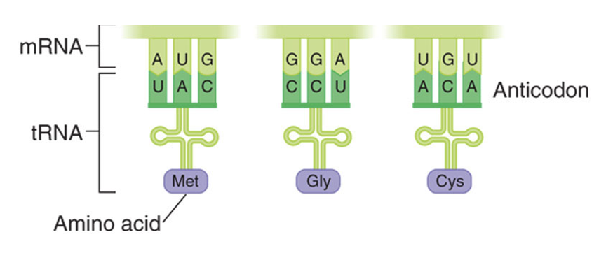 <p>Here’s a picture showing the difference between mRNA and tRNA and how they interact with each other</p>