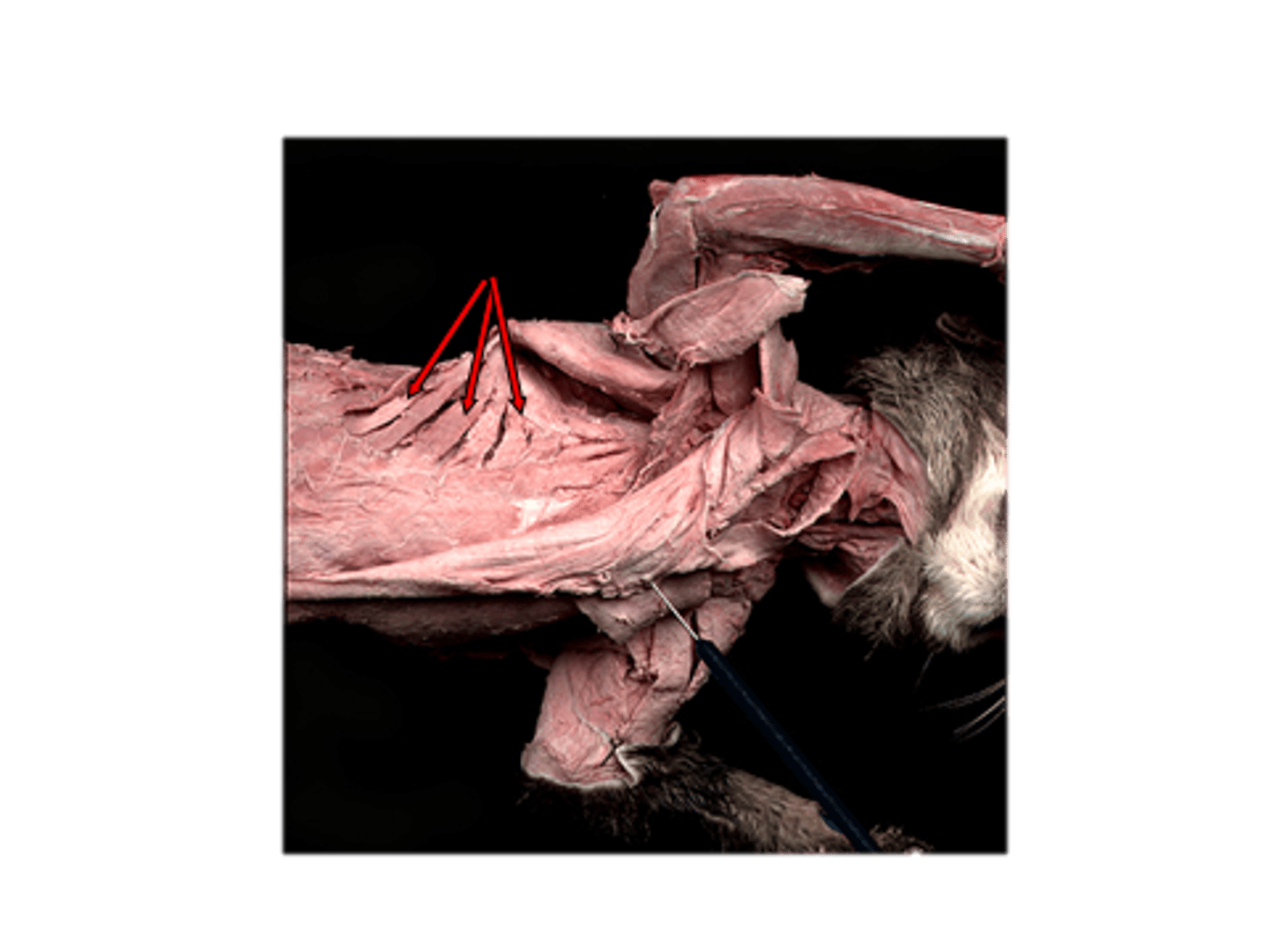 <p>Origin: cervical vertebra and ribs</p><p>Insertion: Dorsomedial scapula</p><p>Action: Supports trunk, Holds scapula to thorax</p>