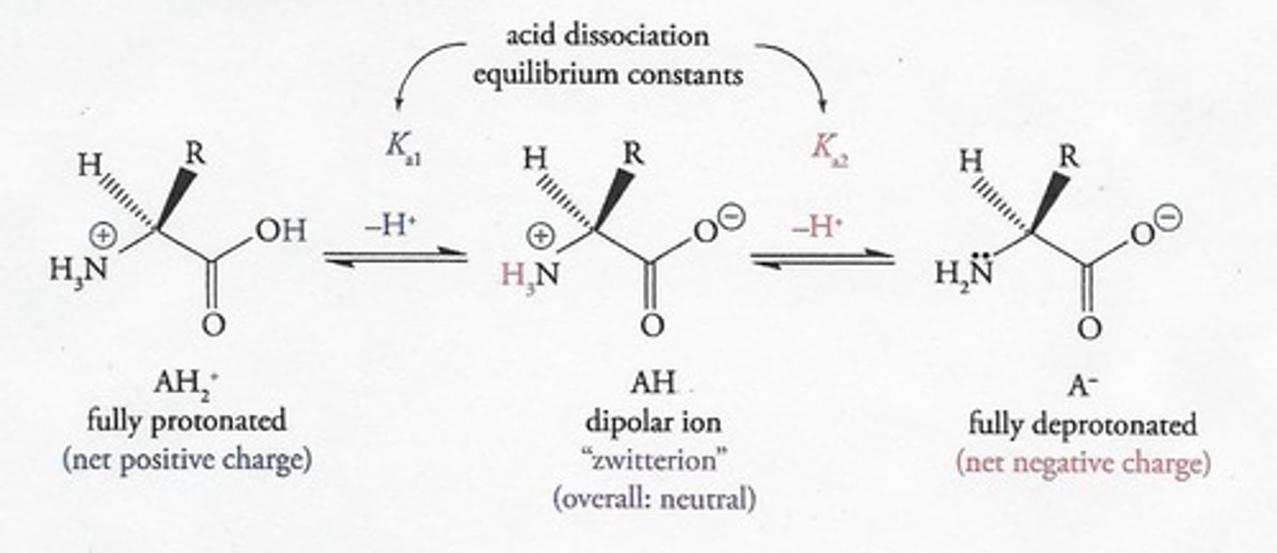 <p>They are fully protonated and have a net positive charge.</p>