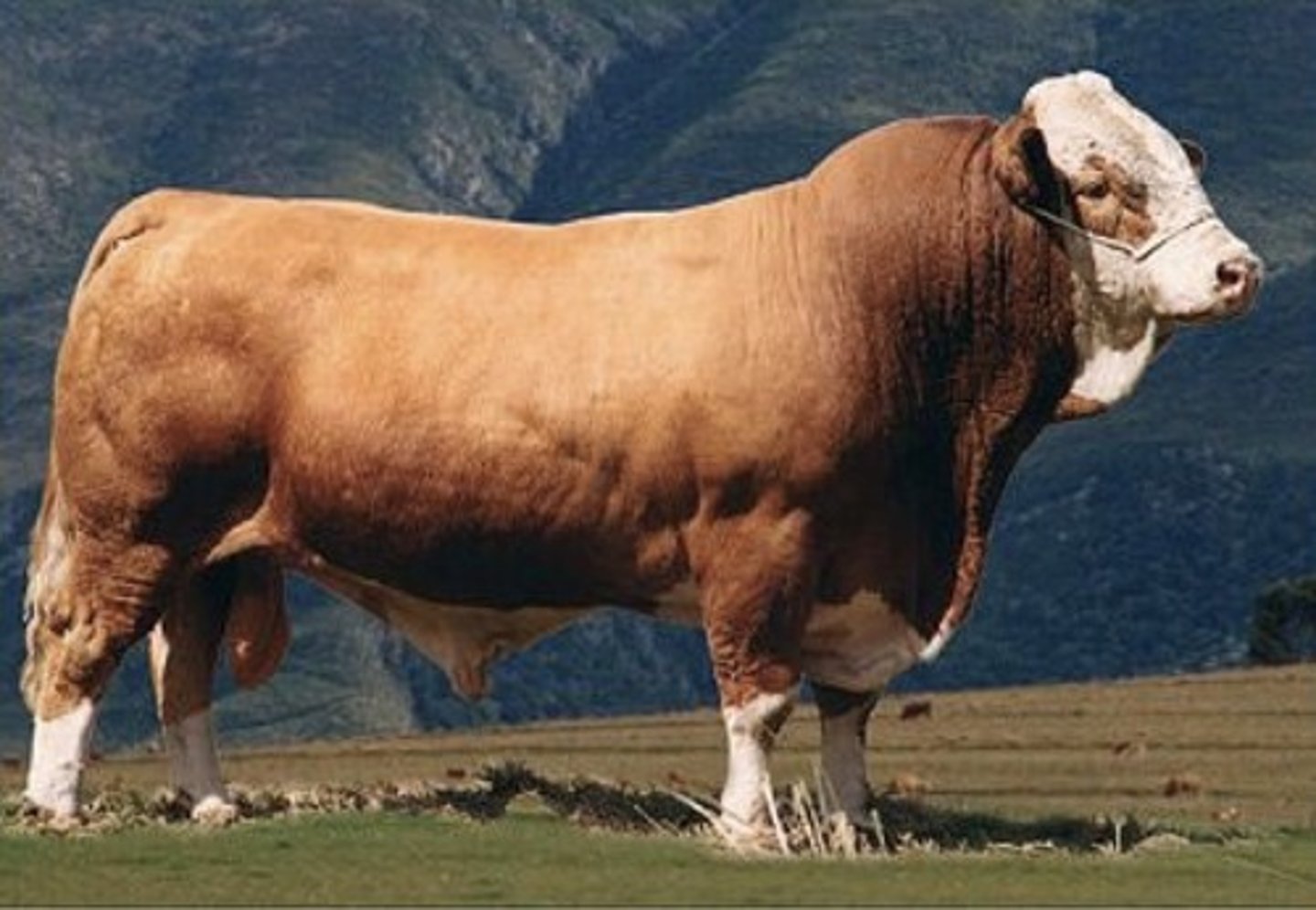 <p>Can be taller than Angus, common to have "googles" marking on face</p>