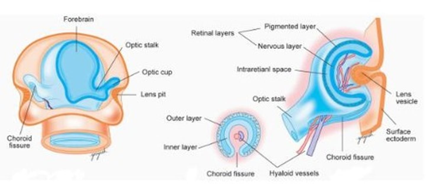 <p>The structure that connects the optic vesicle to the neural tube, forming part of the developing eye.</p>