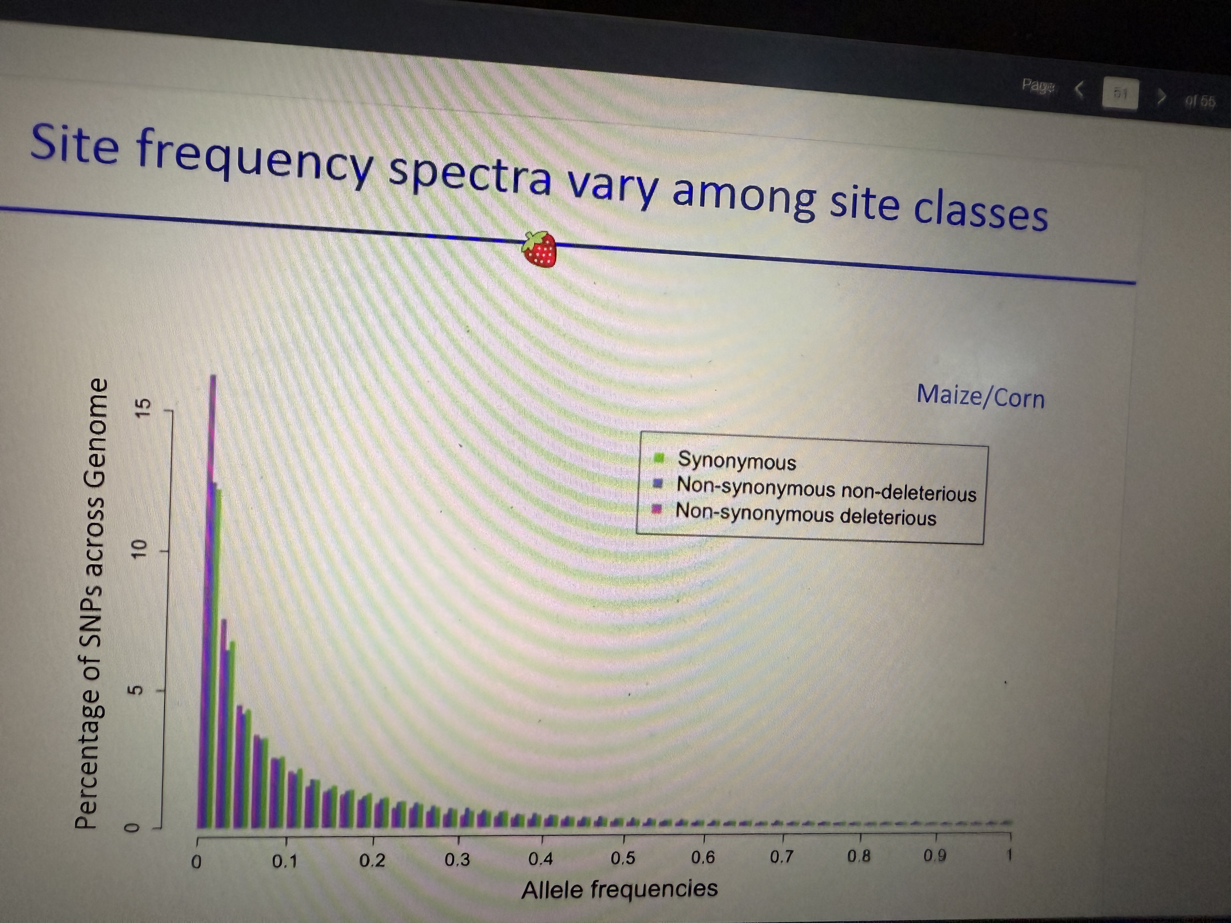 <p>Synonymous vs non-synonymous non-del vs non-synonymous del…</p><p></p><p>Ex: In maize, <strong>non-synonymous del </strong>mutations are a higher percentage of SNPs in the 0.001% bin</p>