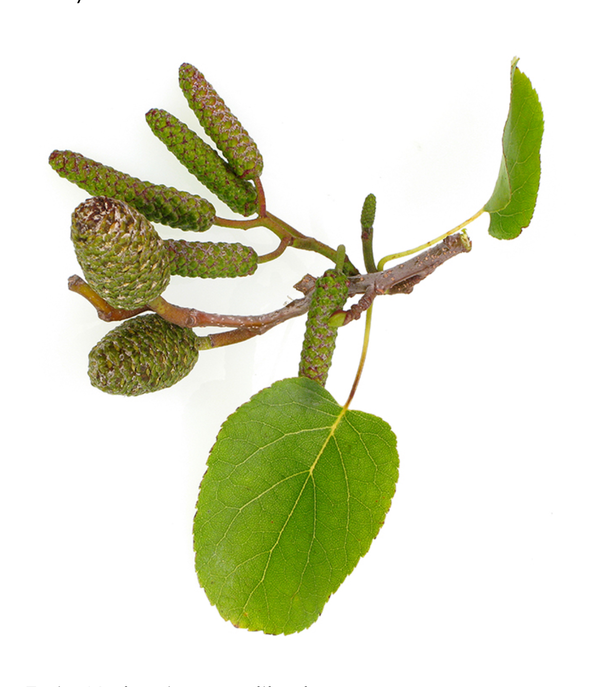<p>Alnus cordata</p>