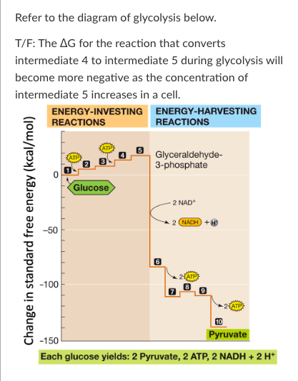 <p>T/F: The ∆G for the reaction that converts intermediate 4 to intermediate 5 during glycolysis will become more negative as the concentration of intermediate 5 increases in a cell.</p>