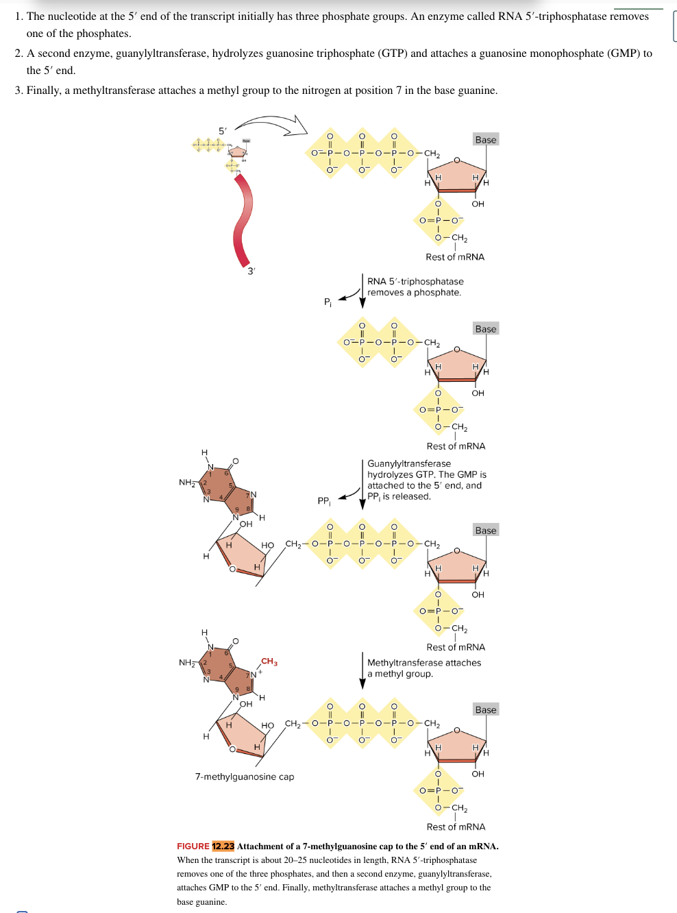 <ul><li><p>most mature eukaryotic mRNAs have a 7 methyl guanosine covalently attached at their 5’ end</p><ul><li><p>role of the cap</p><ul><li><p>7 methylguanosine cap structure is recognized by cap-binding proteins</p><ul><li><p>cap binding proteins play roles in</p><ul><li><p><strong>movement of some RNAs out of the nucleus</strong></p></li><li><p><strong>early stages of translation</strong></p></li><li><p><strong>splicing of introns</strong></p></li></ul></li></ul></li></ul></li></ul></li><li><p>occurs as pre-mRNA is being synthesized by RNA pol II</p><ul><li><p>usually when pre-mRNA transcript is only 20-25 bases long</p></li></ul></li><li><p>3 step process</p><ul><li><p>RNA 5’ triphosphatase removes one of the three phsophates</p></li><li><p>guanylyltransferase enzyme hydrolyzes GTP to GMP, which is attached to 5’ end </p></li><li><p>methyltransferase attaches a methyl group to the base guanine</p></li></ul></li></ul><ul><li><p>eukaryotic RNA modification</p></li></ul><p></p>