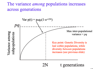 <p>increases</p><p>diversity is lost <strong>within</strong> pops</p><p>diversity increases <strong>between</strong> pops</p>