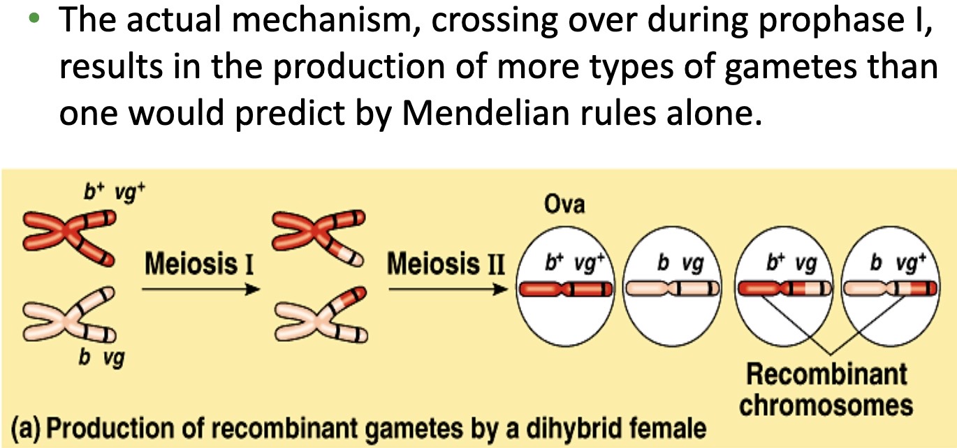 <p>Linkage can be disrupted by genetic recombination, which is the exchange of genetic material between homologous chromosomes during meiosis. See image for an example.</p><p>Genetic recombination enables the production of offspring with new combinations of traits inherited from two parents.</p><p>Genetic recombination can result from independent assortment of genes located on non-homologous chromosomes or from crossing over of genes located on homologous chromosomes. Crossing over occurs in Prophase I of meiosis.</p>