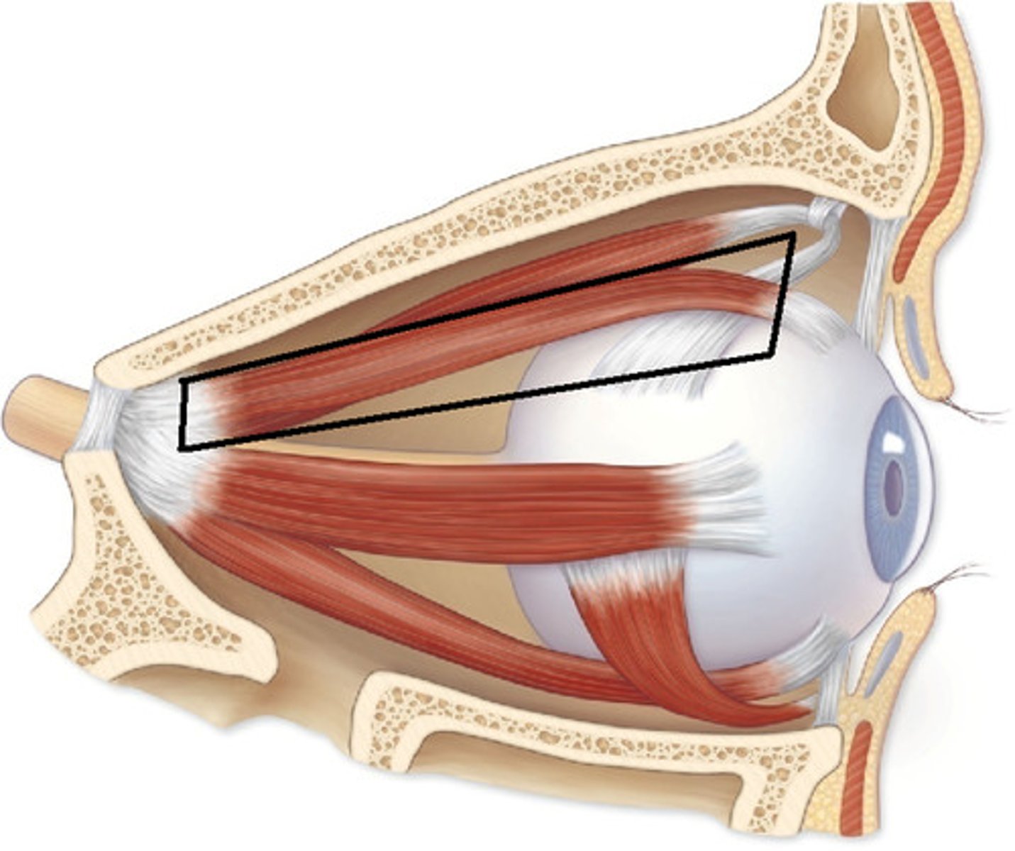 <p>a muscle attached on the top of the eye which elevates the eye and turns it medially</p>