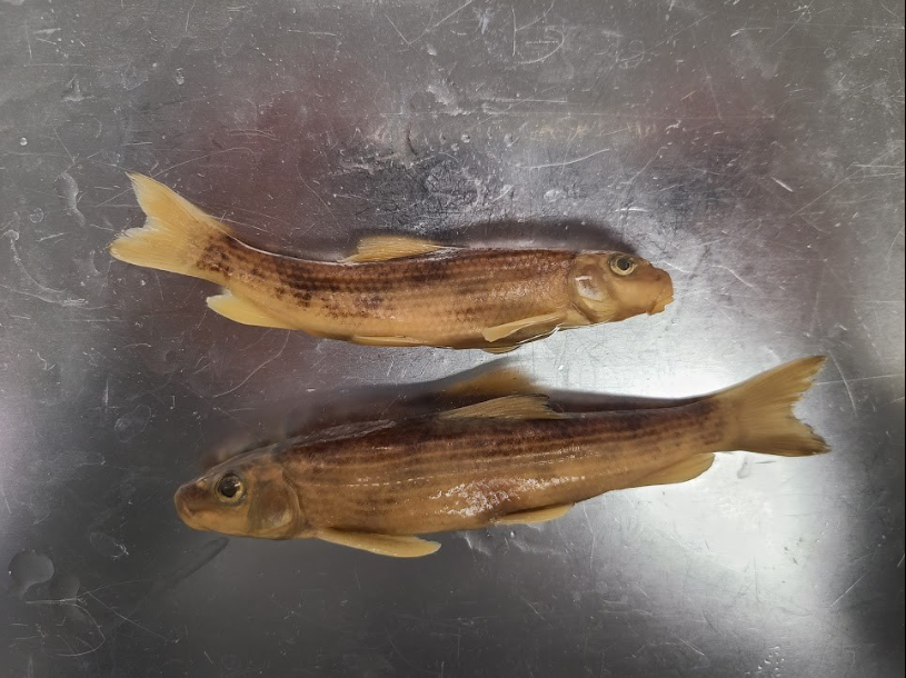 <p>What is the taxonomy, common name, and scientific name of this fish</p>