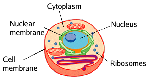 <p>structure of a ribosome</p>