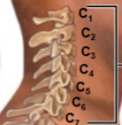 <p>This is the <strong>first </strong>of the spinal curves / vertebrate regions. What is this region called?</p>