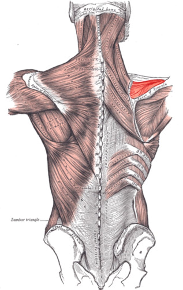 <p>A muscle that assists in arm abduction and stabilizes the shoulder joint.</p>