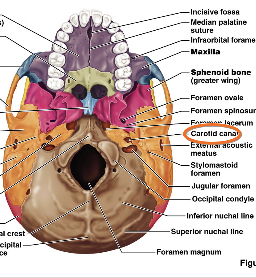 <p>foramen magnum </p>