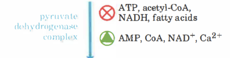 <p>När det finns mycket produkter inhiberas det allosteriskt. <strong>PDH-kinas</strong> kommer fosforylera komplexet.</p><ul><li><p>Acetyl-CoA</p></li><li><p>ATP</p></li><li><p>NADH</p></li><li><p>Långa fettsyror</p></li></ul>