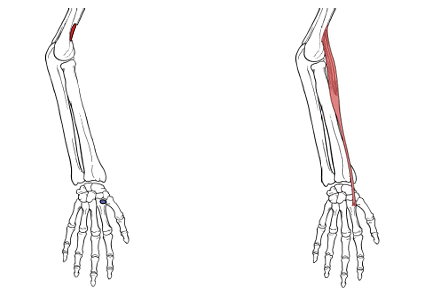 <p>What is the insertion for extensor carpi radialis longus? </p>