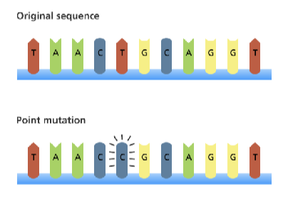 <p>change in a single base pair </p><ul><li><p>base substitution</p><ul><li><p>misense </p></li><li><p>nonsense</p></li></ul></li><li><p>frameshifts</p><ul><li><p>deletions </p></li><li><p>insertions</p></li></ul></li><li><p>mutations can happen naturally during replication or as a result of DNA damage and improper repair</p></li></ul><p></p>