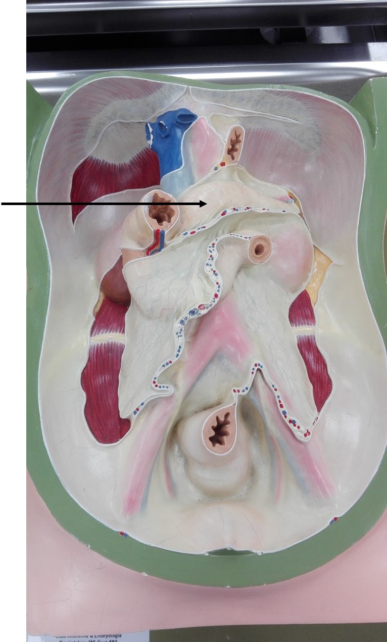 <p>structuur die “schemert” door peritoneum</p>