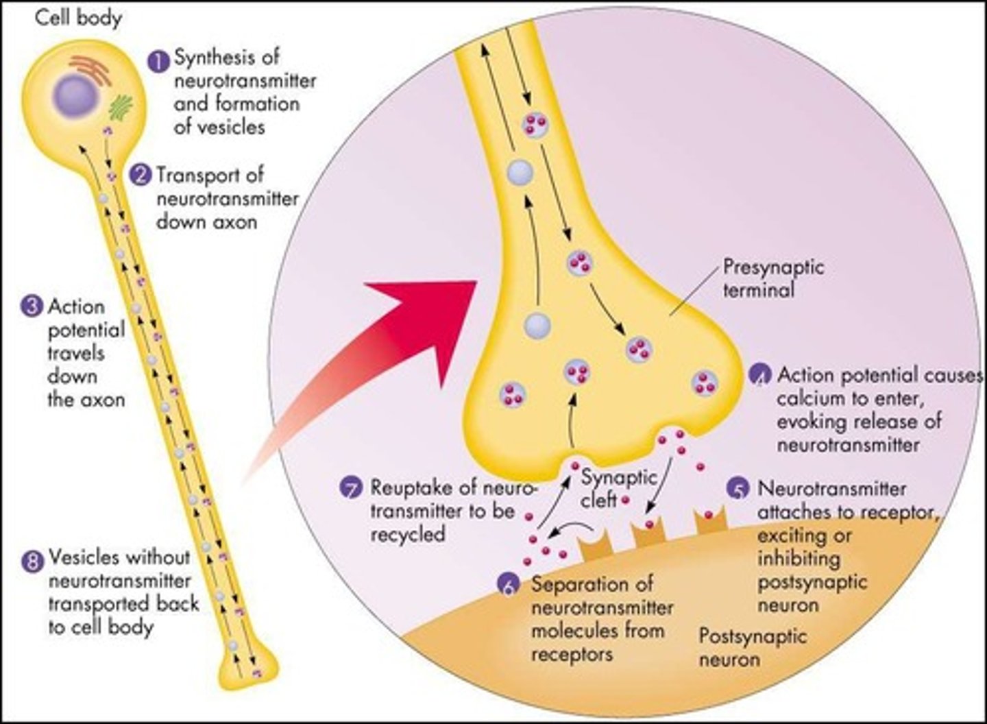 <p>Chemicals transmitting signals across synapses.</p>