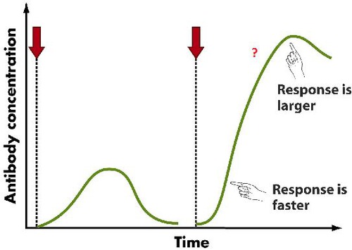 Caused by second exposure to the antigen. Memory cells are responsible for this response - they divide rapidly and develop into plasma cells (which secrete many antibodies quickly) and more memory cells.