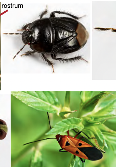 <p>True Bugs</p><ul><li><p>Hemimetabolous</p></li><li><p>Morpho:</p><ul><li><p>piercing sucking mouth</p></li><li><p>mandibles and maxilla make stylet sucking piece</p></li><li><p>forewings half hardened and form the triangles</p></li></ul></li><li><p>lok at ponds, around plants</p></li><li><p>preserve either pinned or mounted</p></li></ul><p></p>