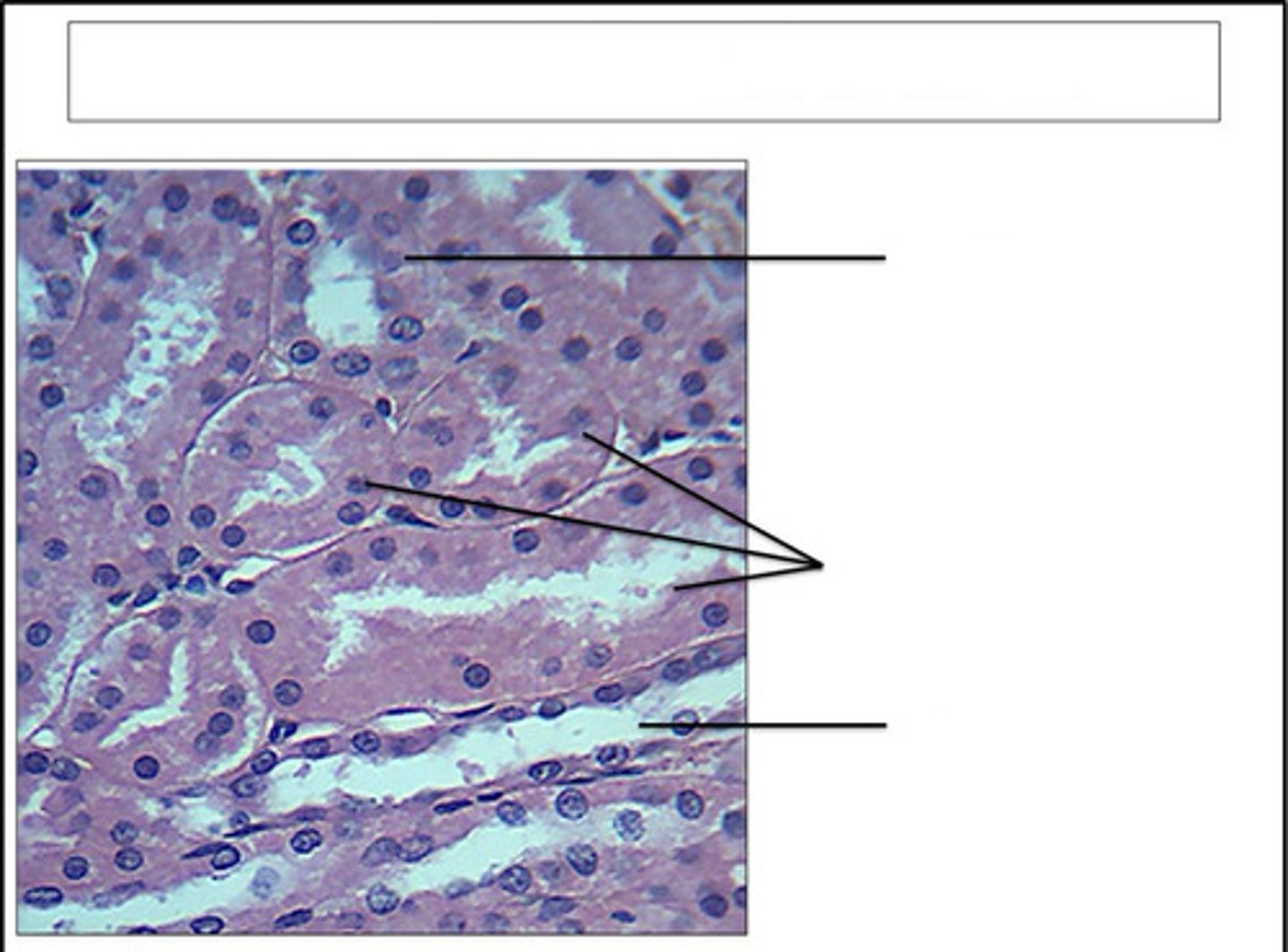 <p>identify this organ/structure</p>