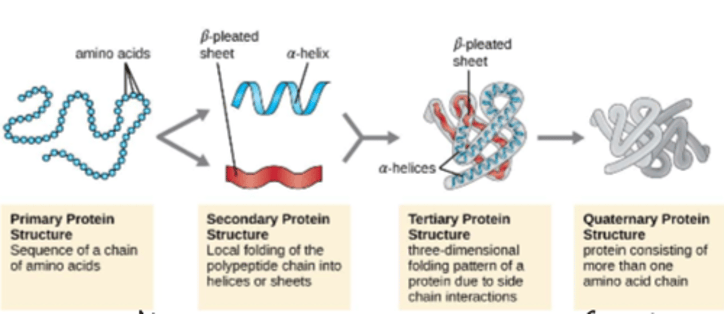 <p>primary, secondary, tertiary, quaternary</p>