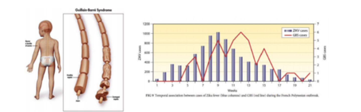 <p>• French Polynesia reported an unexpectedly high number of GBS cases occurred during the Zika outbreak • Established incidence prior to 2013 was 1-3 cases per 100,000 inhabitants per year - 42 cases were reported during the ZIKV transmission period in 2013, a 20- fold increase</p><p>• All cases developed GBS following a 'Zika-like syndrome</p><p>post viral infection syndrome</p><p>neurons targeted by immune response after the infection has cleared</p>