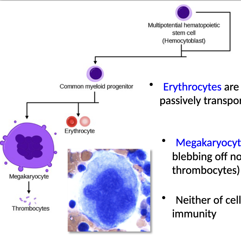 <ul><li><p>myeloid progenitors can differentiate into erythrocytes (RBCs) and megakaryocytes</p></li><li><p><strong>erythrocytes</strong> are non-nucleated cells that passively transport O<sub>2</sub> bound to hemoglobin</p></li><li><p><strong>megakaryocytes</strong> respond to wounds by blebbing off non-nucleated platelets (aka thrombocytes) that form blood clots</p></li><li><p>neither of cell type has a direct role in immunity</p></li></ul><p></p>
