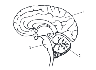 <p>Identify each part of the brain.</p>