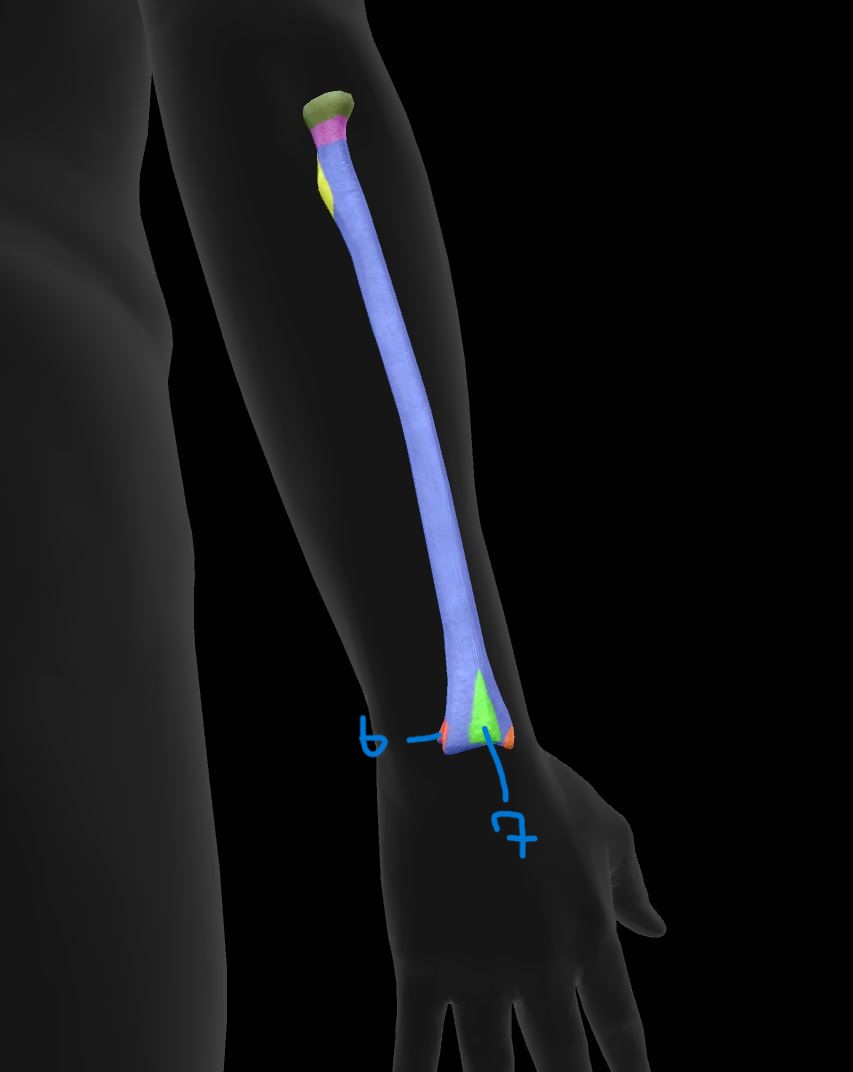 <p>Label radius landmarks 6</p>