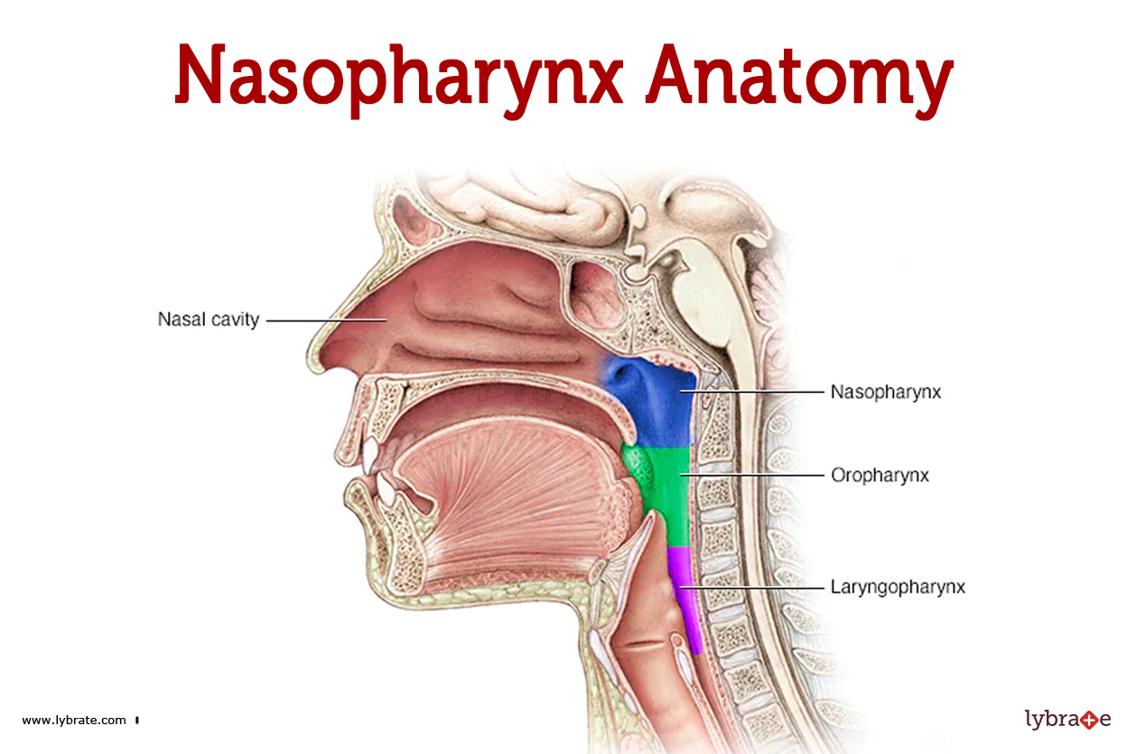 <p>nasal cavity</p>