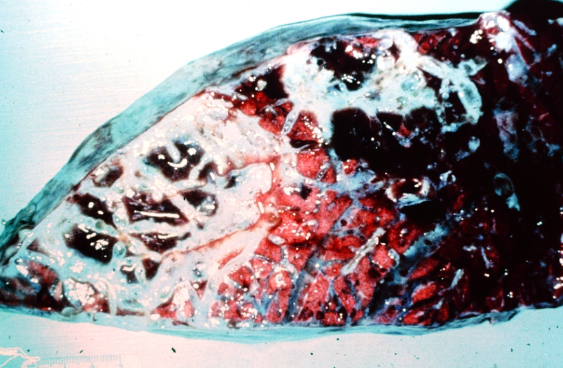 <p>Ox. Cause and disease name? </p>