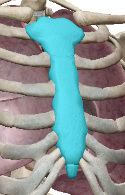 <p>Flat bones</p>