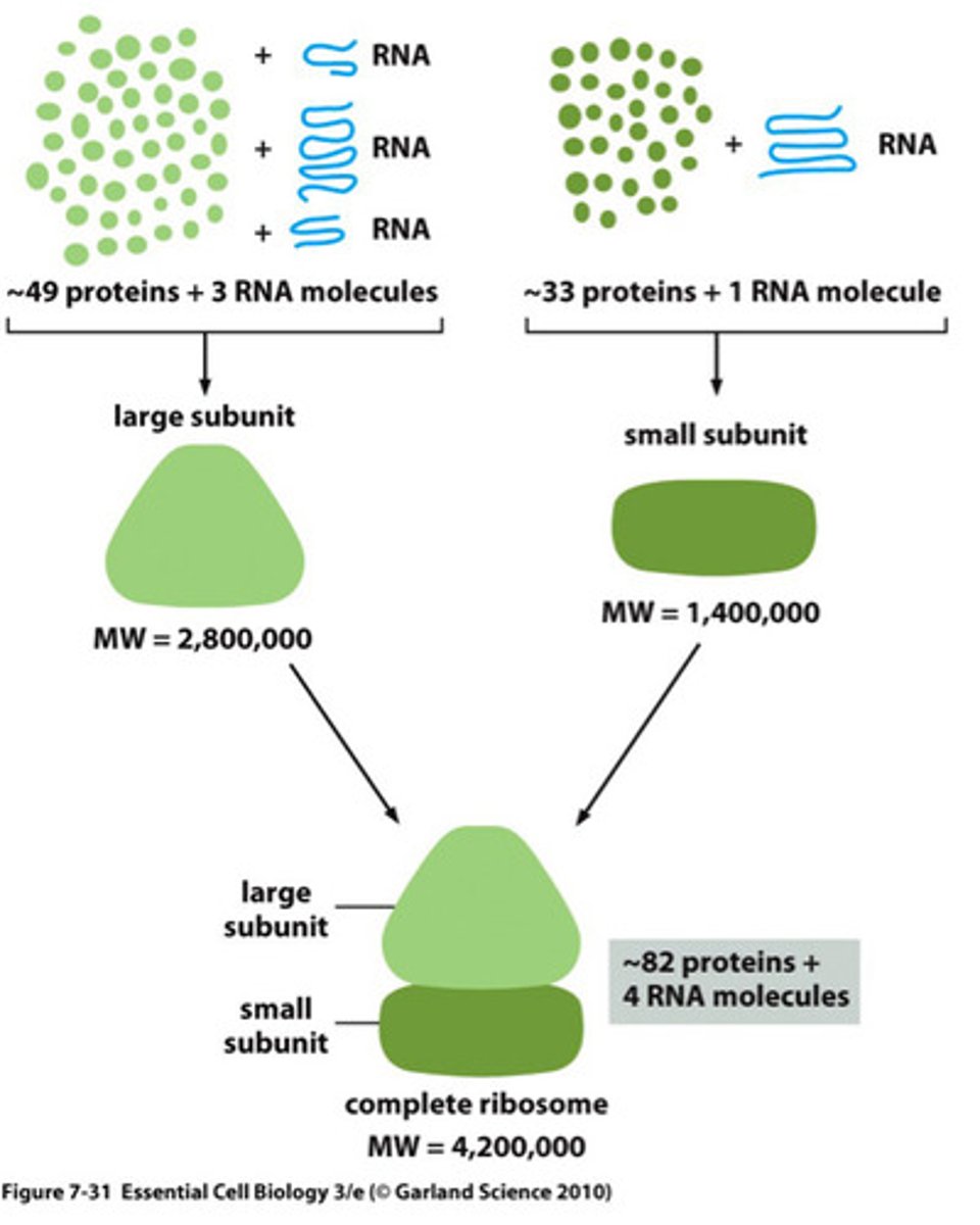 <p>Macromolecular complex that synthesizes proteins. This complex reads mRNA, aligns the tRNA anticodon with the complementary codon on the mRNA, and catalyzes peptide bond formation between each amino acid added by the tRNA</p><p>- Composed of RNA (structural and functional) and proteins and two subunits, large and small.</p>