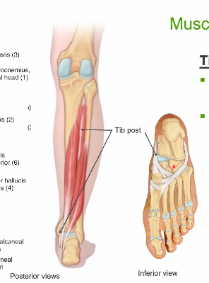 <p><span><span>Tibialis posterior</span></span></p>