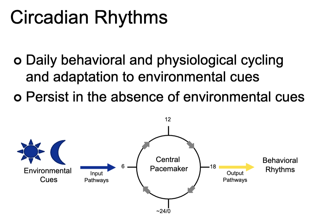 <ul><li><p>Daily behavioral and physiological cycling and adaption to environmental cues</p><ul><li><p>Environmental cue - usually Sun</p></li><li><p>Leads to input pathway</p></li><li><p>Behavioral rhythms</p><ul><li><p>Persist in the absence of environmental cues</p></li></ul></li></ul></li><li><p>What are controlled by circadian rhythm?</p><ul><li><p>Cortisol levels</p></li><li><p>Blood pressure</p></li><li><p>Body temperature</p></li><li><p>Reaction time</p></li><li><p>Blod pressure</p></li></ul></li></ul><p></p>