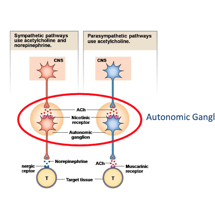 <p>Where do the preganglionic axons project to?</p>
