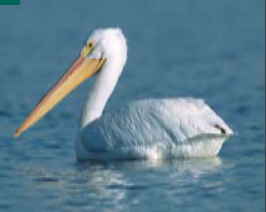 <p><span><span>Pelecanus erythrorhynchos</span></span></p>