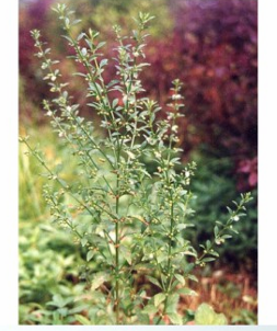 <p><strong>Scoparia dulcis</strong></p><p>Scrophulariaceae (họ Hoa mõm chó)</p>