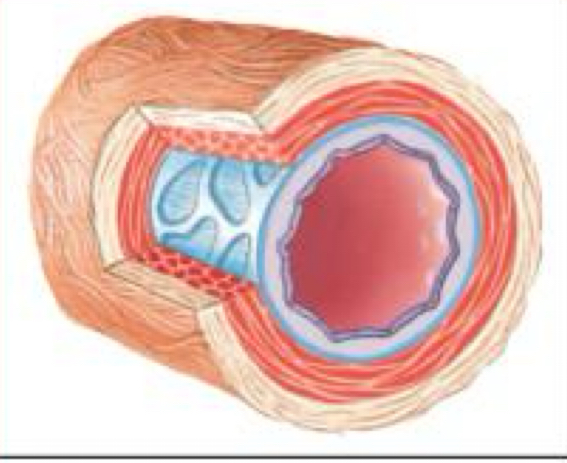 <ul><li><p>act as a pressure reservoir</p></li><li><p>has thick layers of vascular smooth muscles</p></li><li><p>lots of elastic and fibrous connective tissue</p></li></ul><p></p>