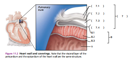 <p>(8.2) layer of the heart wall that consists thick bundles of cardiac muscle, responsible for the hearts contractions</p>