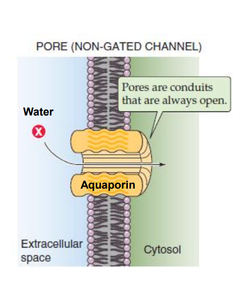 <ul><li><p>aquaporins are large membrane proteins that form water channels</p></li><li><p>these proteins can be found in tissues where water transport is essential, including the intestine and the kidneys</p></li><li><p>water moves through aquaporins in the osmolarity direction</p></li><li><p>generally, water moves towards high salt or protein direction</p></li></ul><p></p>