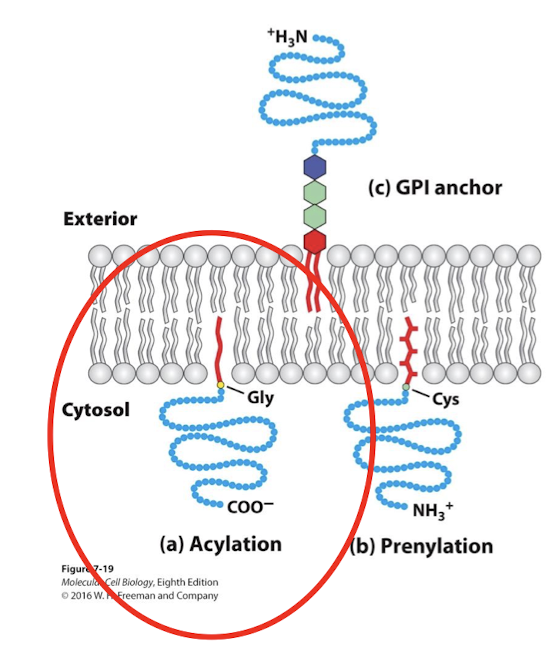 <p>Cytosolic anchor. </p><p>N-terminal glycine of protein is covalently linked to a single saturated FA group embedded in cytosolic leaflet. </p><p>Critical in relaying signals. </p>