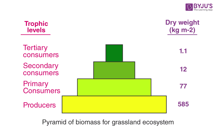 <ul><li><p>shows how the mass of living matter decreases as trophic levels get higher and higher, and the number of individuals in those levels decreases</p></li></ul><p></p>