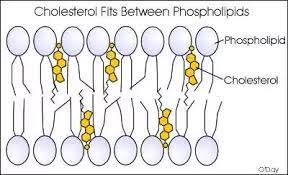 <p>-it's a lipid, regulates membrane fluidity</p><p>-present in some membranes and restricts lateral movement of other molecules in the membrane&nbsp;</p><p>-it's useful as it makes the membrane less fluid at high temperatures and prevents water and dissolved ions leaking out of the cell</p><p>-makes membrane fluid when temperature gets too low</p><p>-binds hydrophobic tails</p>