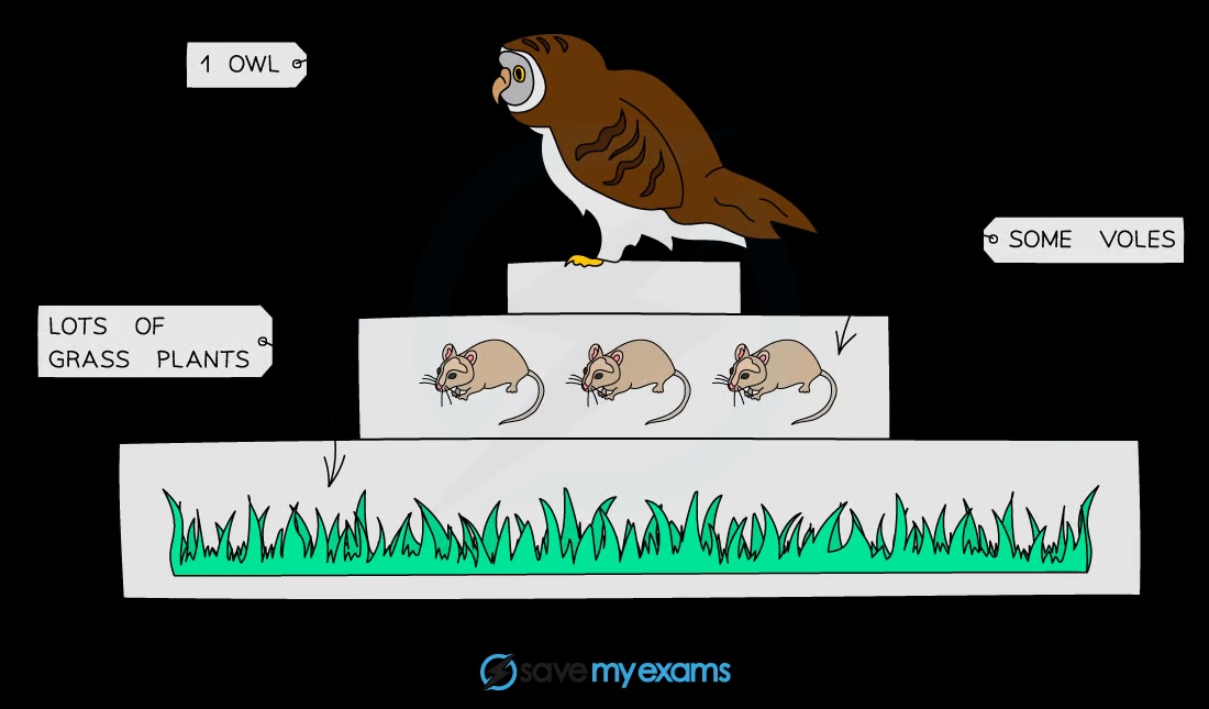 <p>A graphical representation showing the number of organisms at each trophic level</p>