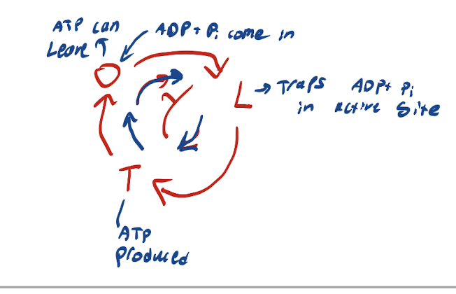 <p>ADP and Pi bind to active site in O state → Gamma Rotates → ADP and Pi trapped in active site of L state → Gamma Rotates → ADP and Pi compressed to produce ATP in T state → Gamma Rotates → ATP released in O state.</p>