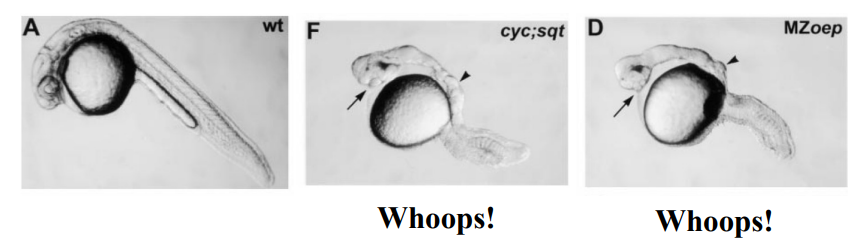 <ul><li><p>Smad2/3 signalling is required ofr mesoderm formation, it is mediated by Nodal ligands in vivo (Zebrafish, Xenopus).</p></li><li><p>Squint (Sqt) and Cyclops (Cyc) are zebrafish Nodal ligands.</p></li><li><p>Oep-Cripto (products of the oep gene) are transmembrane proteins which are co-receptors for Nodal ligands (oep = One-eyed pinhead gene).</p></li><li><p>Mutations in oep-cripto can lead to developmental defects.</p></li><li><p><strong><em>Cyclops;squint</em> mutant zebrafish embryos:</strong> Severe developmental defects, particularly in A/P patterning, likely leading to severe head and trunk abnormalities (e.g., cyclopia, "pinhead" appearance).</p></li><li><p><strong>MZ<em>oep</em> mutant zebrafish embryos: </strong>Severe developmental defects, particularly in A/P patterning, similar to the <em>cyclops;squint</em> mutant, characterized by severe head and trunk abnormalities.</p></li><li><p>Nodal ligands (Squint/Cyclops) and their essential co-receptor (oep-cripto) are both critical for proper early embryonic development, as mutations in either lead to similar severe phenotypes.</p></li></ul><p></p>