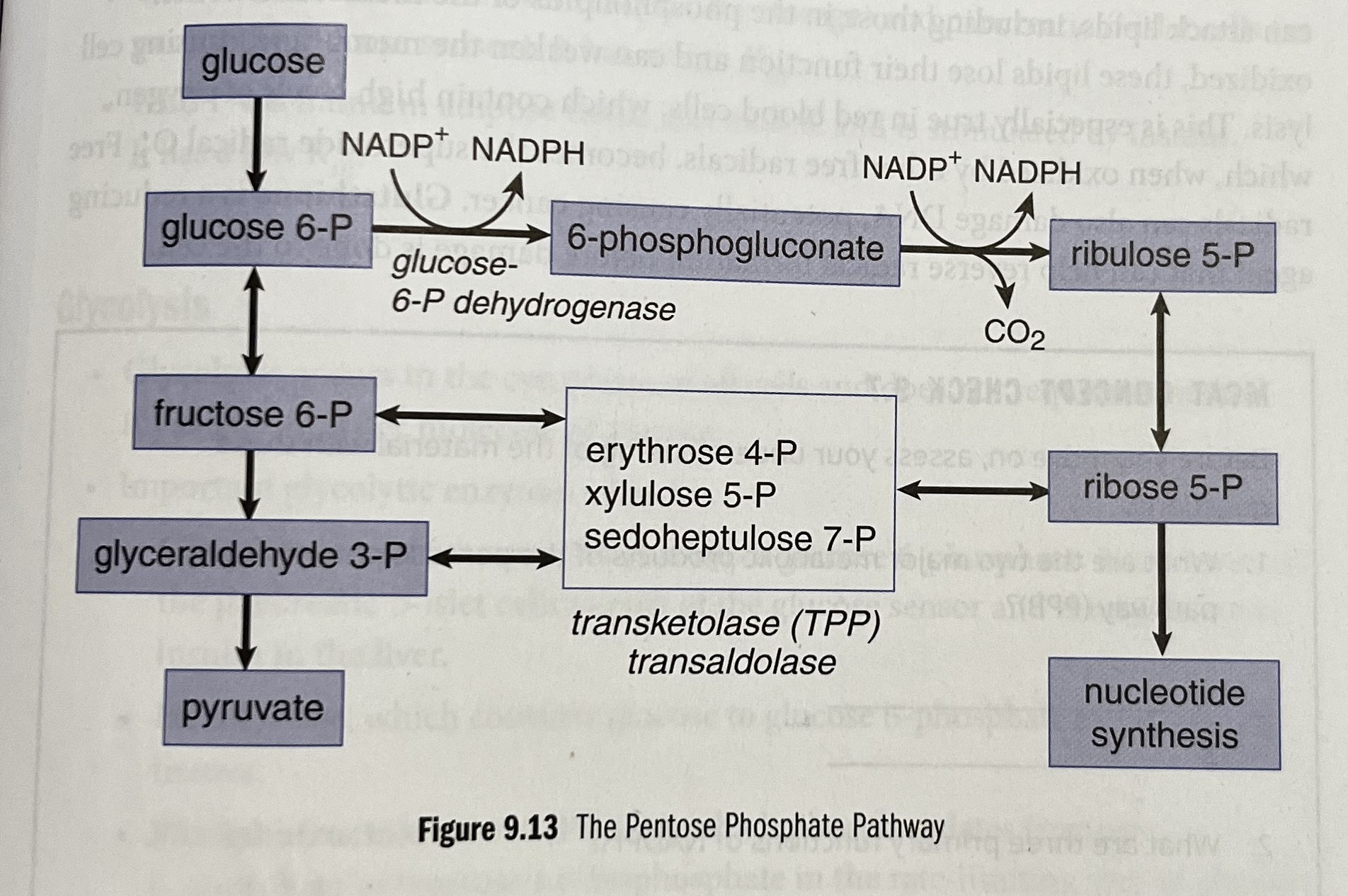 knowt flashcard image