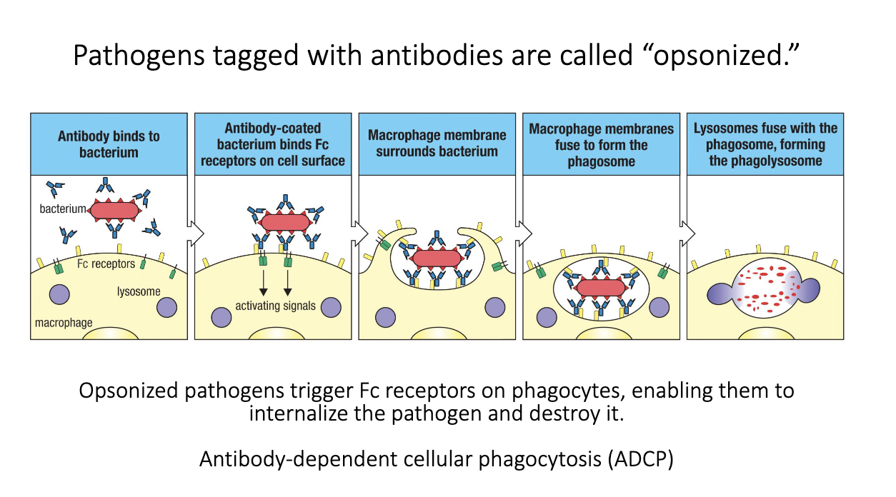 <ul><li><p class="isSelectedEnd"><span>Pathogen coated with antibodies = </span><strong><span>opsonized</span></strong><span>.</span></p></li><li><p class="isSelectedEnd"><span>Fc receptors on phagocytes bind Fc regions of those antibodies.</span></p></li><li><p class="isSelectedEnd"><span>FcγR signaling tells the cell to </span><strong><span>engulf and destroy</span></strong><span> the target.</span></p></li><li><p class="isSelectedEnd"><span>Leads to phagolysosome fusion and killing of the pathogen.</span></p></li><li><p><span>Antibodies augment innate immunity by making microbes easier to phagocytose.</span></p></li></ul><p></p>